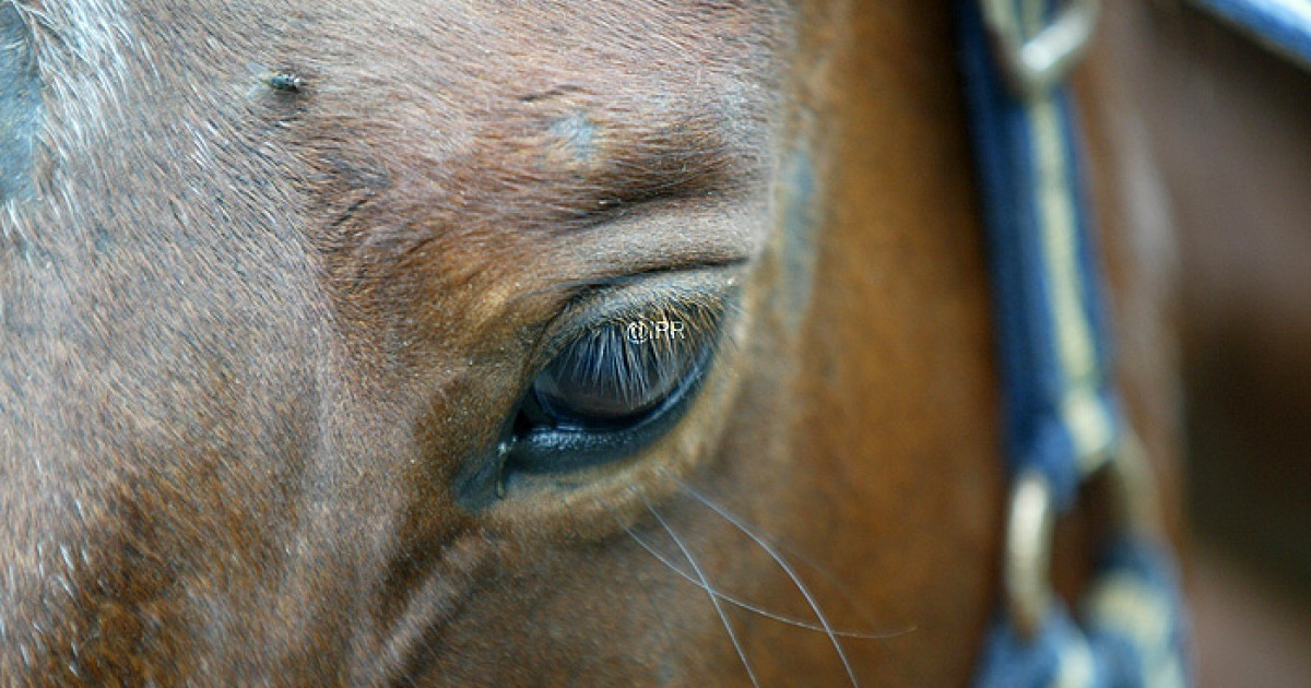 Femmes Habillées En Tenue équestre Avec Cheval Noir Posant Dans Une