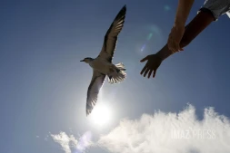 lâcher de pétrels 2023