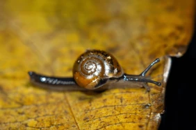 L'escargot sauteur, l'espèce invasive qui menace vanille et orchidées