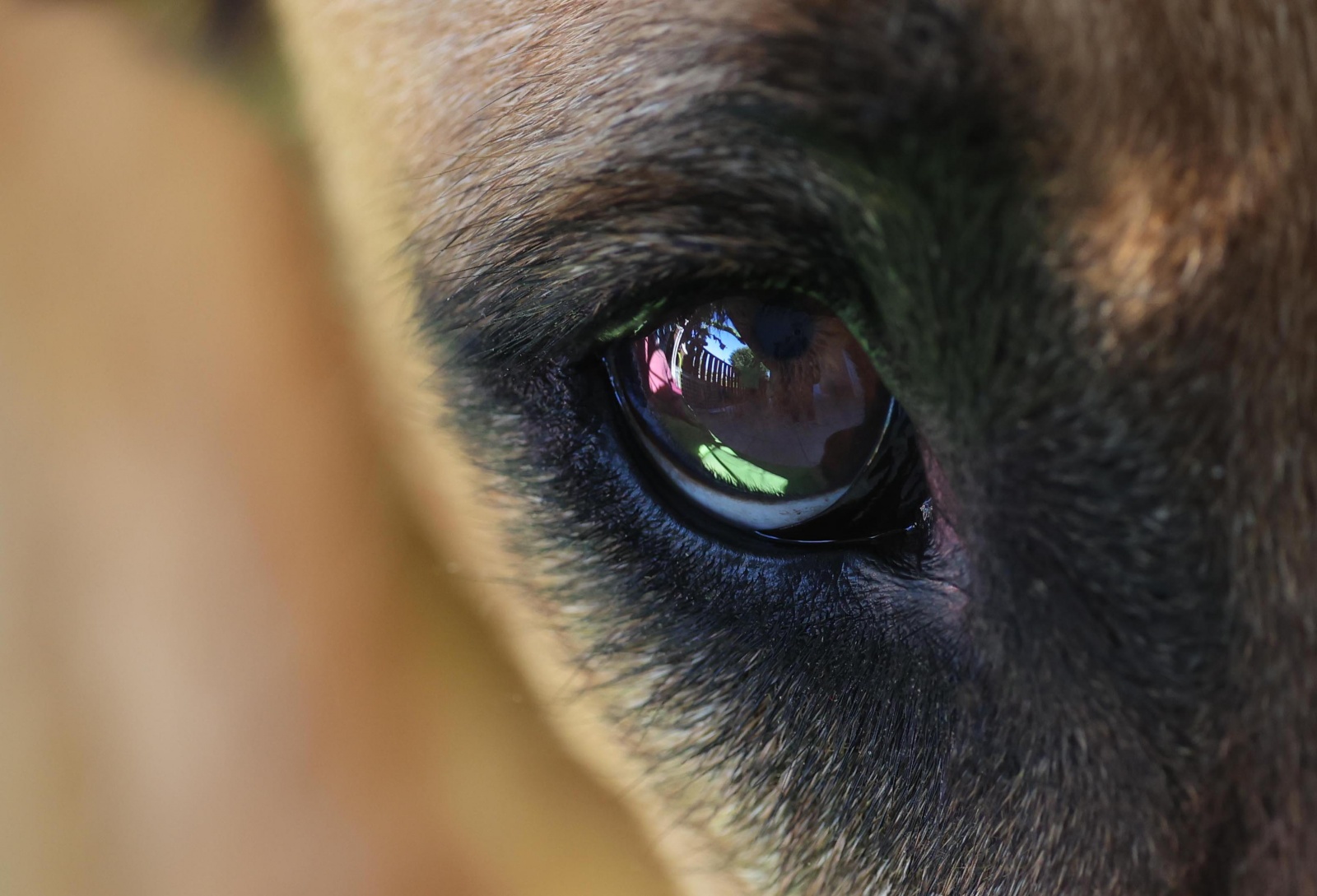 LA PIERRE A FEU  A donner chats et chiens