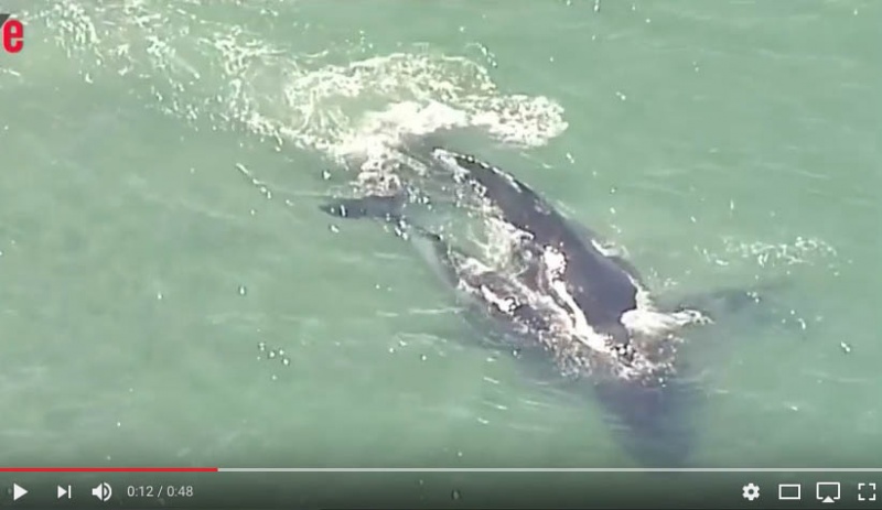 [VIDÉO] Un Baleineau Tente De Sauver Sa Mère échouée Sur Le Sable