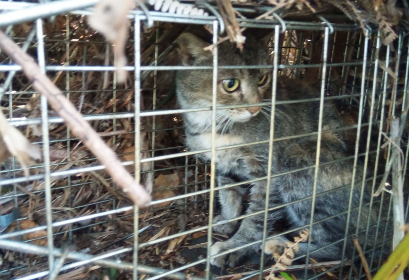 Le chat, un danger pour la faune sauvage ?