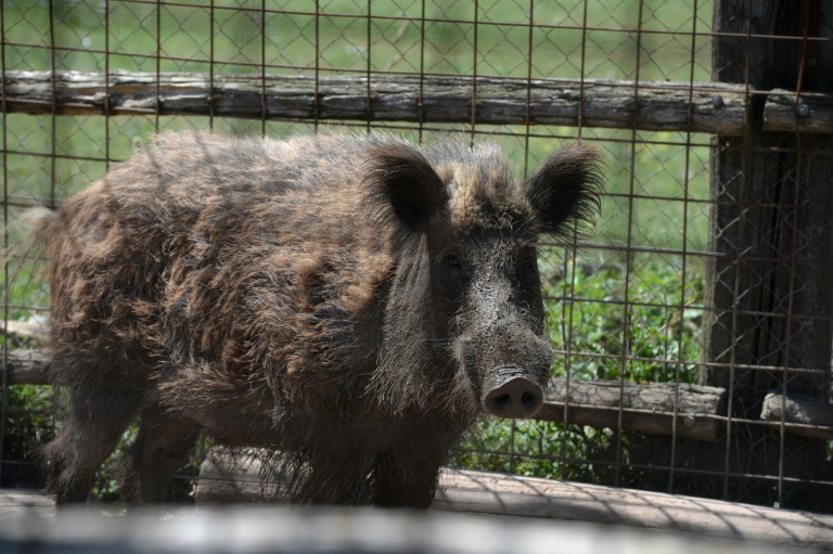 A Rome une arche de No pour animaux victimes d un trafic lucratif