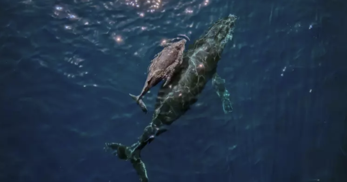 Il segreto del canto delle balene è nascosto nel profondo della gola
