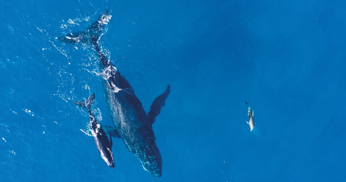 Le Port : deux baleines observées, peut-être les dernières de la saison