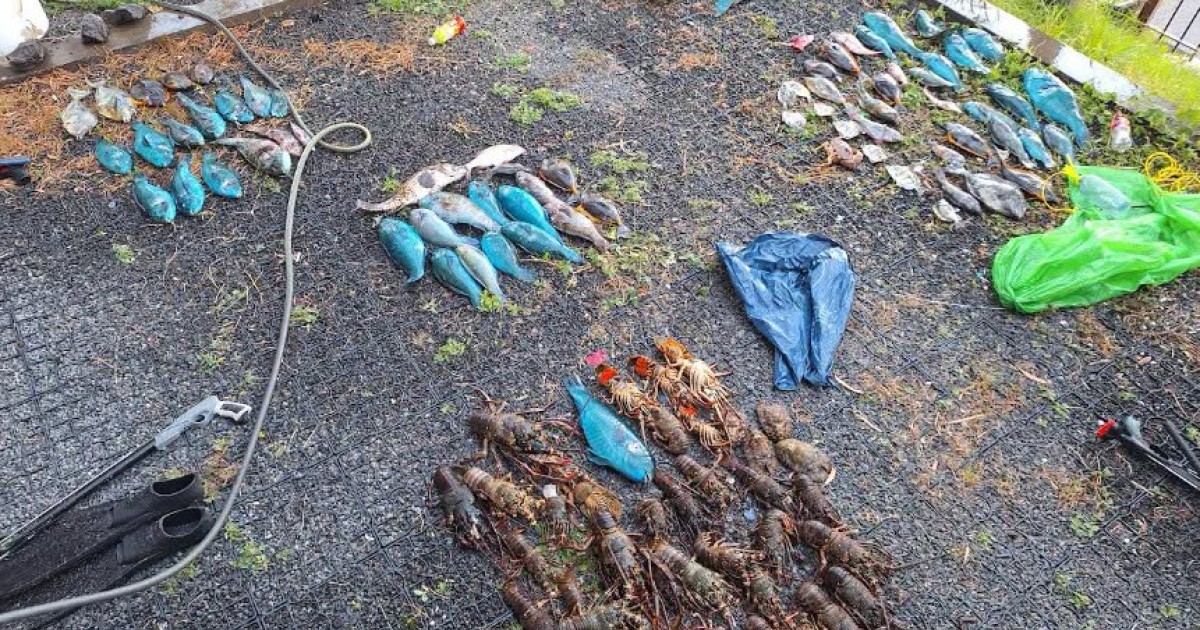 Braconnage nocturne : près de 80 kg de poissons et de crustacés saisis dans la réserve naturelle marine