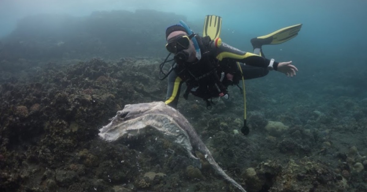 [VIDEO] Le Cap Lahoussaye, en immersion