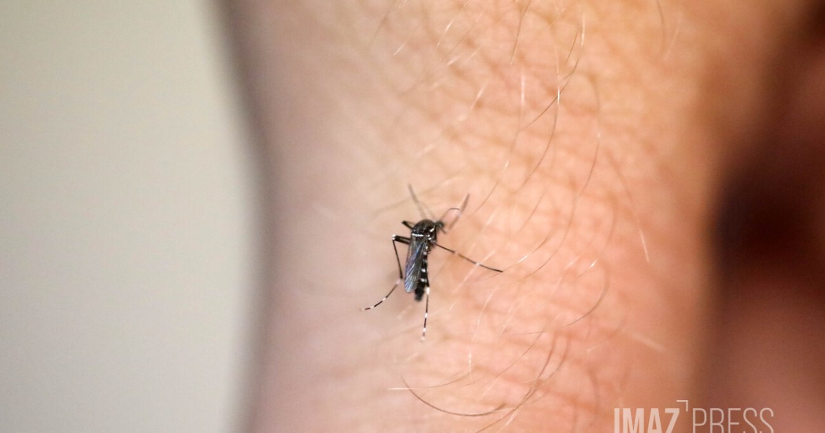 レユニオンで44人の感染者が確認、ウイルスの蔓延が続いている