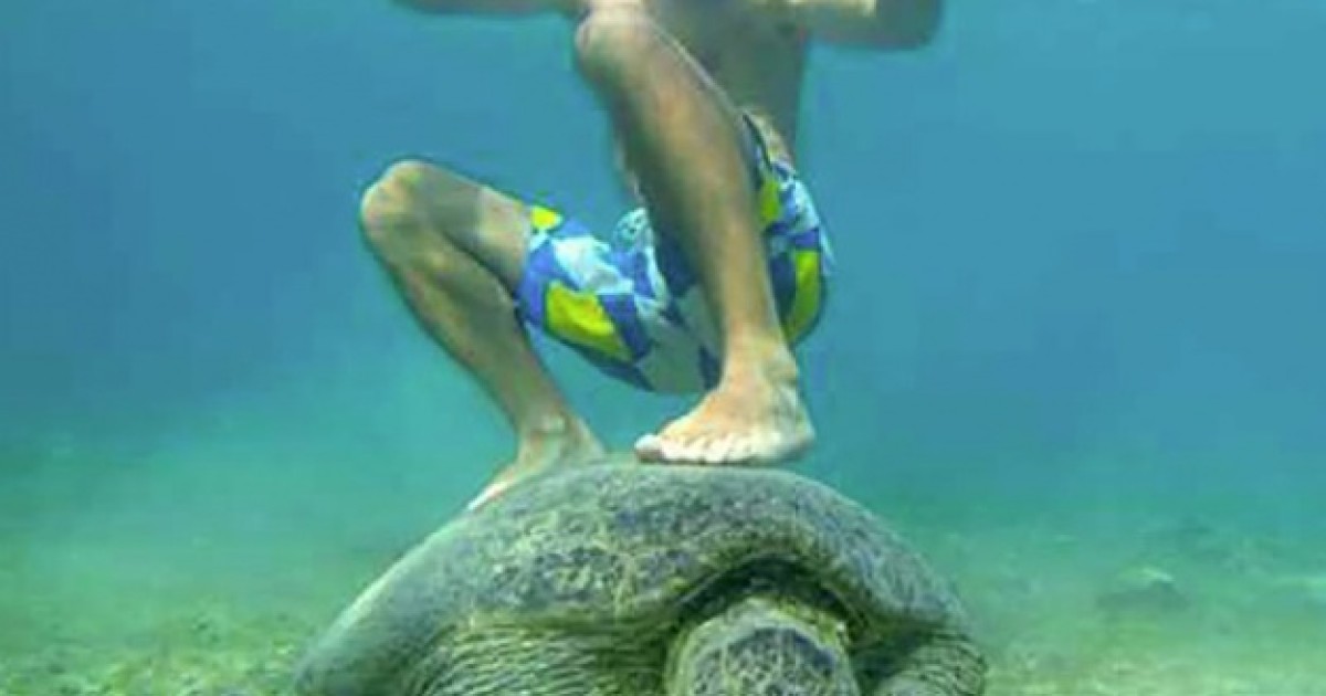 J Ai Retrouv Ma Tortue Sur Le Dos