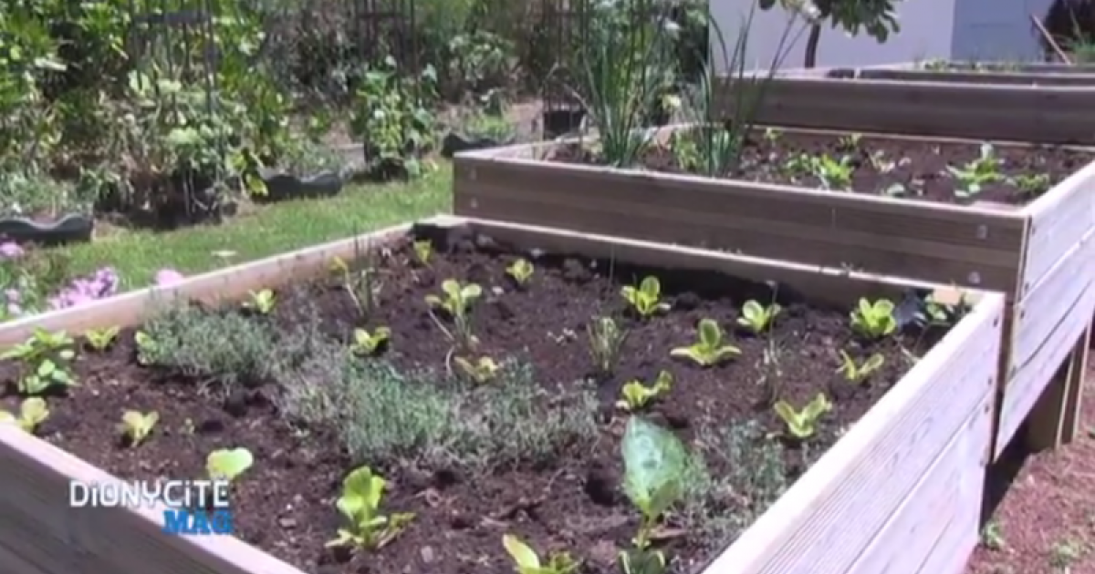 Ouverture de la pépinière de la ville de SaintDenis