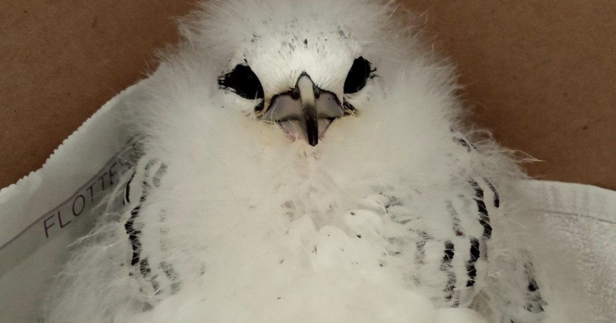 Un bébé pailleenqueue retrouvé sous une baignoire