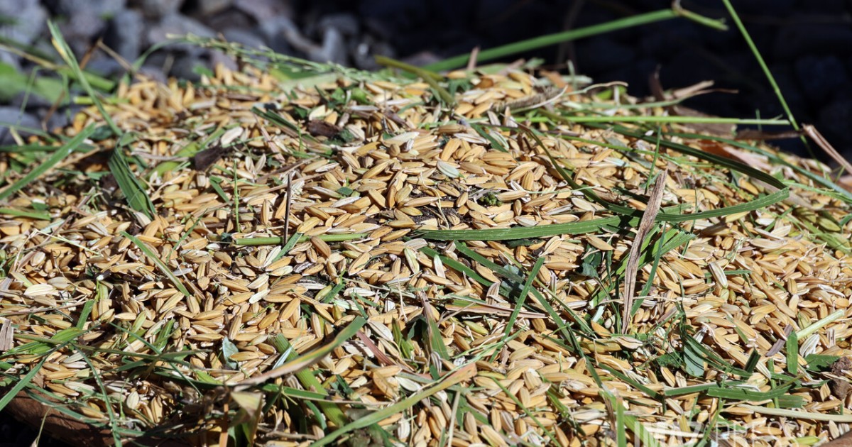 Le Port : vente de riz cultivé en ville au marché forain