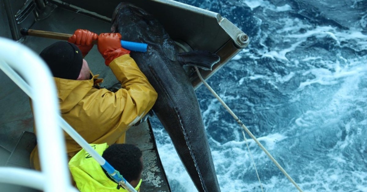 Sept entreprises retenues pour pêcher la légine australe sur la période ...