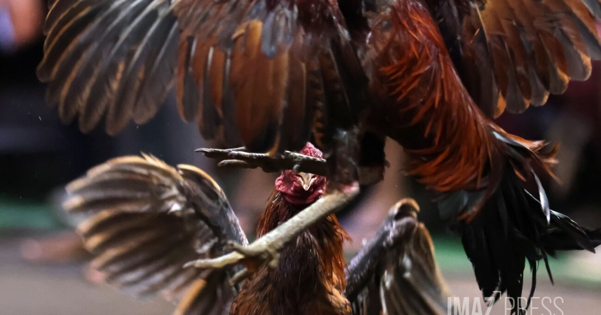 Maladie de Newcastle : levée des zones réglementées, les batay kok de nouveau autorisées dans toute La Réunion