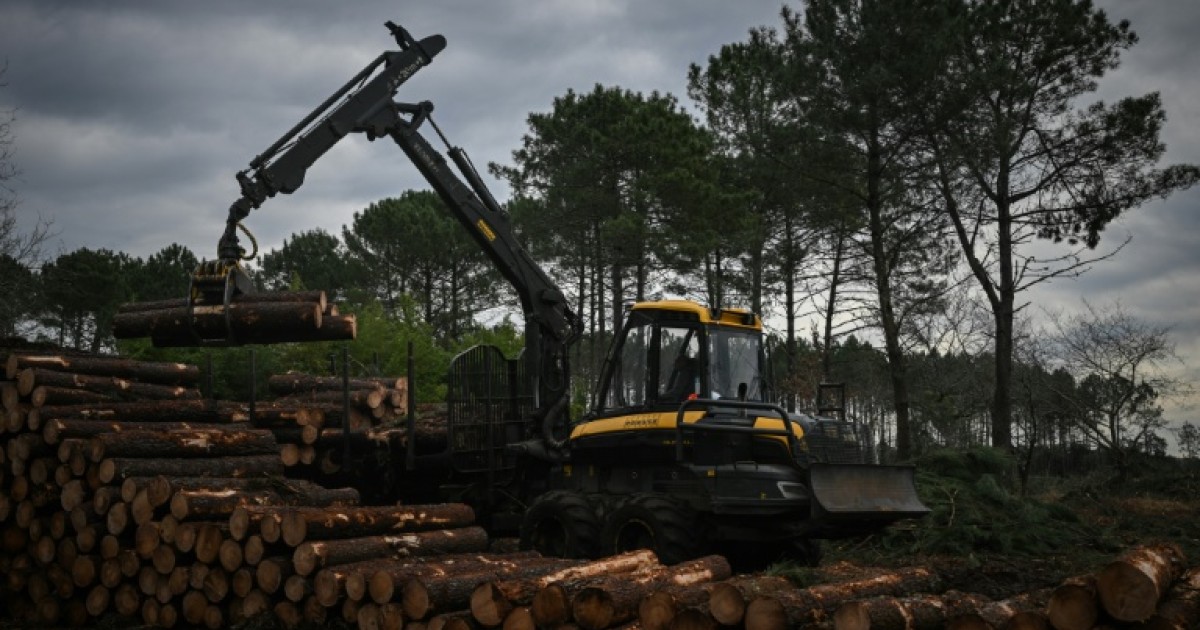 Actualités du monde : Dans les Landes, le ballet des abatteuses pour éradiquer le ver tueur de pins