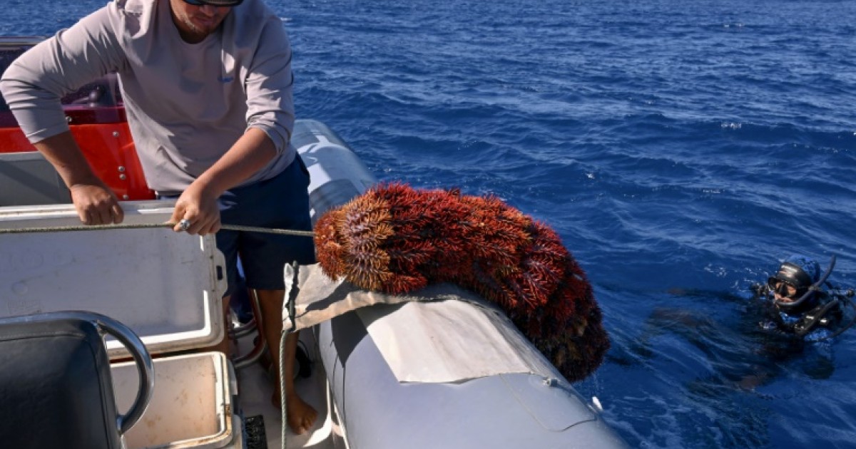 Aux îles Cook, la menace des étoiles de mer sur le corail