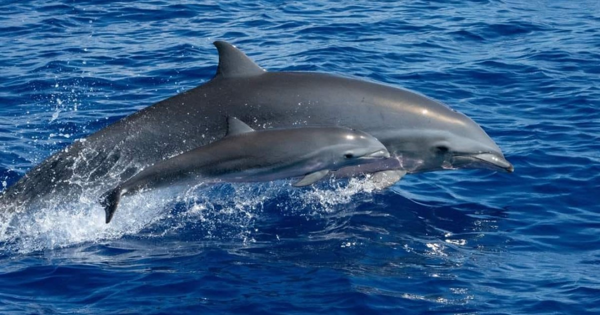 Trois espèces de dauphins observées au large de SaintDenis