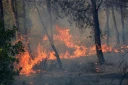 Le nord de l’Algérie ravagé par des incendies qui ont fait six morts en moins de deux semaines