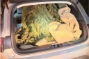 Saint-Leu : plusieurs pieds de cannabis découverts à bord d'un véhicule