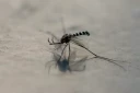 Un moustique Aedes aegypti à Mexico, le 2 décembre 2024 ( AFP / Yuri CORTEZ )