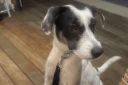 La Possession : appel à l’aide pour retrouver Domi, une chienne tombé sur le sentier de Deux Bras