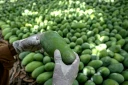 Un ouvrier vérifie la qualité des mangues dans un verger de la ville d'Hyderabad, le 4 juin 2026 dans la province du Sindh, au Pakistan