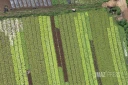 agriculture Illustration