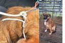 Saint-André : des enfants traînent une chienne avec une corde faite de fils électriques, la police sauve l'animal