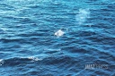baleine à saint pierre