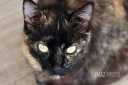 chat 