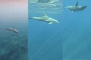 Dauphins piégés par des fils de pêche : Globice Réunion alerte sur un "danger extrême"