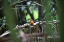 oiseaux