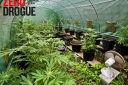 Saint-Benoît : lors d'une perquisition, les gendarmes saisissent des armes et du cannabis