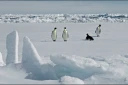 Photographie diffusée par le British Antarctic Survey le 8 avril 2026, montrant des manchots empereurs en Antarctique le 13 novembre 2010