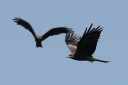 Des rapaces migrent par le "goulot d’étranglement de Batoumi", formé par la mer Noire et les montagnes du Caucase, le 23 septembre 2026 à Sakhalvasho, en Géorgie