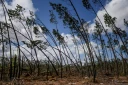 Une forêt de pins et d'eucalyptus à Marinha Grande, au Portugal, le 7 mai 2026