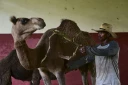 Un soigneur nourrit un dromadaire au Zoo national de La Havane, le 15 septembre 2026 à Cuba