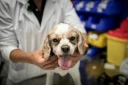 Le chien Junior sur la table de soins est examiné par le cancérologue Jérémy Béguin à l'hôpital vétérnaire de Maisons-Alfort, le 9 juin 2026 dans le Val-de-Marne