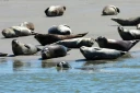 Des phoques dans la baie d'Authie, près de Berck-sur-Mer (Pas-de-Calais) le 26 mai 2026