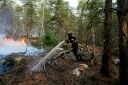Un pompier lutte contre un incendie dans la forêt de Fontainebleau, à Noisy-sur-Ecole, en Seine-et-Marne, le 14 juillet 2026 