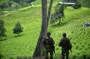 Des membres de l'Etat-Major Central (EMC), faction de dissidents des FARC, surveillent des plantations de coca dans le canyon de Micay, une zone montagneuse et un bastion de l'EMC dans le département de Cauca (sud-ouest), en Colombie, le 24 mars 2024