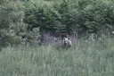 Une ourse brune sauvage (Ursus arctos) et son ourson dans une forêt près de Grevena, dans le nord-ouest de la Grèce, le 21 juin 2026
