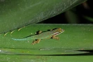 Gecko vert de Manapany 