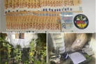 Saint-Paul : un contrôle routier mène à la découverte d'une culture de cannabis