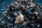bouturage de coraux avec Ecorécif