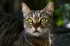 Les chats pourraient nous aider à mieux comprendre et peut-être même mieux soigner certains de nos cancers, dont celui du sein, selon un groupe de chercheurs internationaux ( AFP / Ozan KOSE )