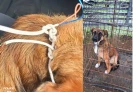 Saint-André : des enfants traînent une chienne avec une corde faite de fils électriques, la police sauve l'animal