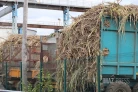 Grève à l'usine Bois-Rouge : les planteurs en colère veulent mettre la pression sur Tereos [?]