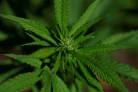 Un extrait de cannabis particulier soulagerait les douleurs lombaires chroniques, selon un essai clinique