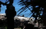 bateau  speed boat Anse des Cascades 